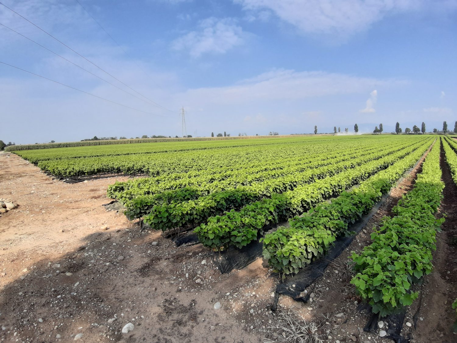 Coltivazioni in campo