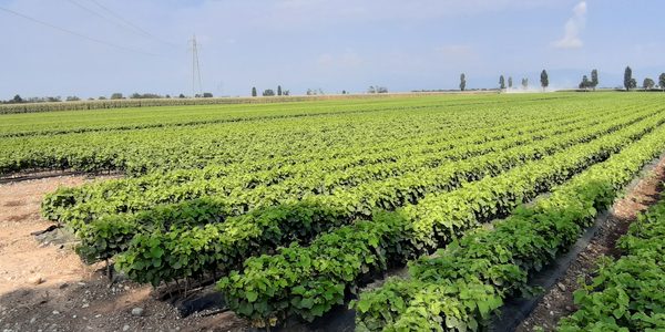 Filari di coltura in pieno campo