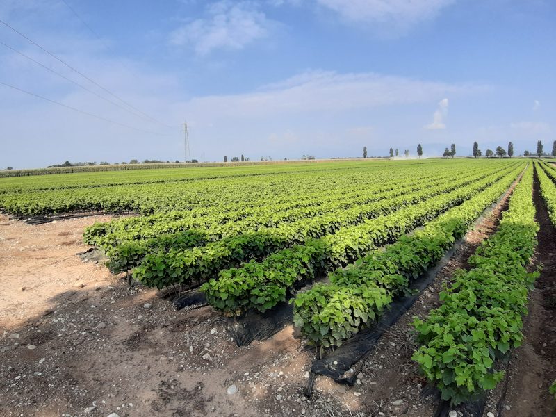 Filari di coltura in pieno campo