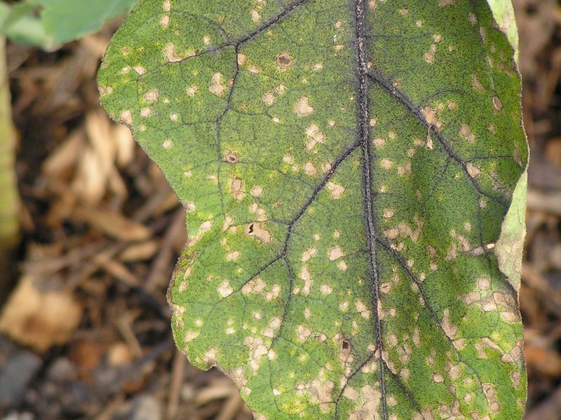 Foglia con macchie fogliari da cercospora