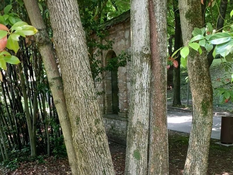 Tronchi di alberi oggetto di valutazione di stabilità