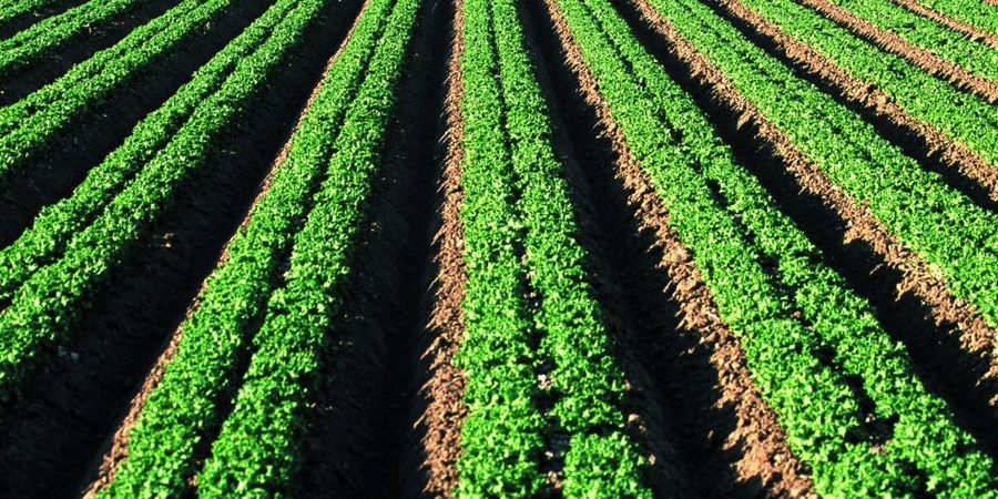 Filari di lattuga in pieno campo