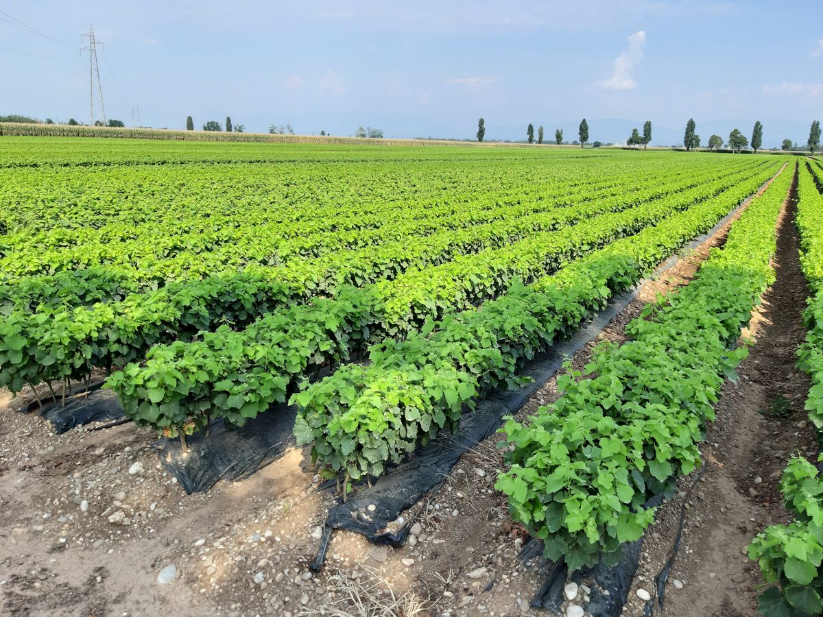 Field vegetable crop