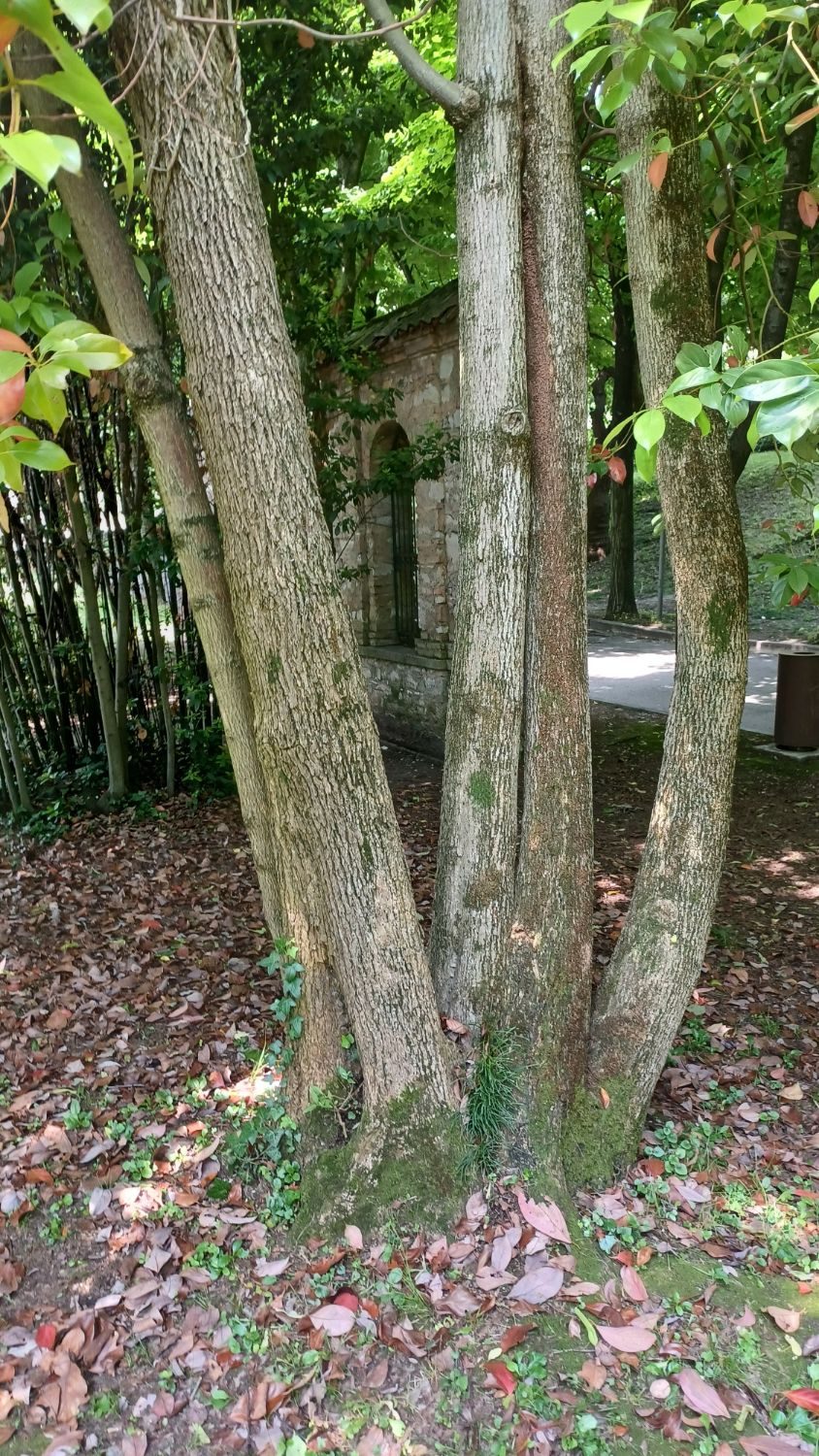 Woodland and trees