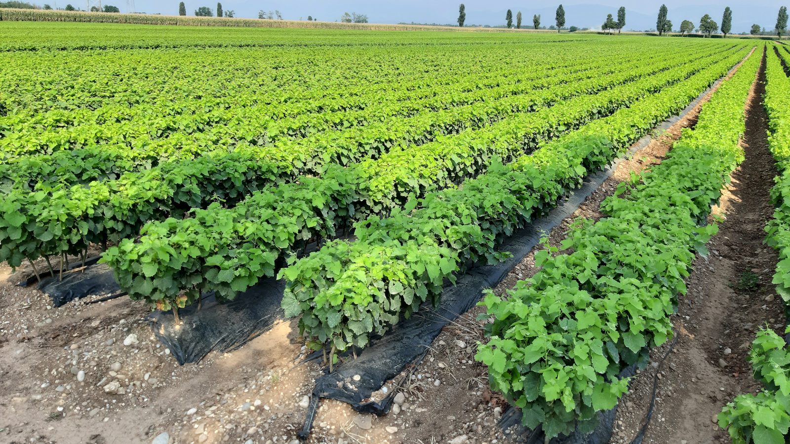 Filari di giovani piante in pieno campo