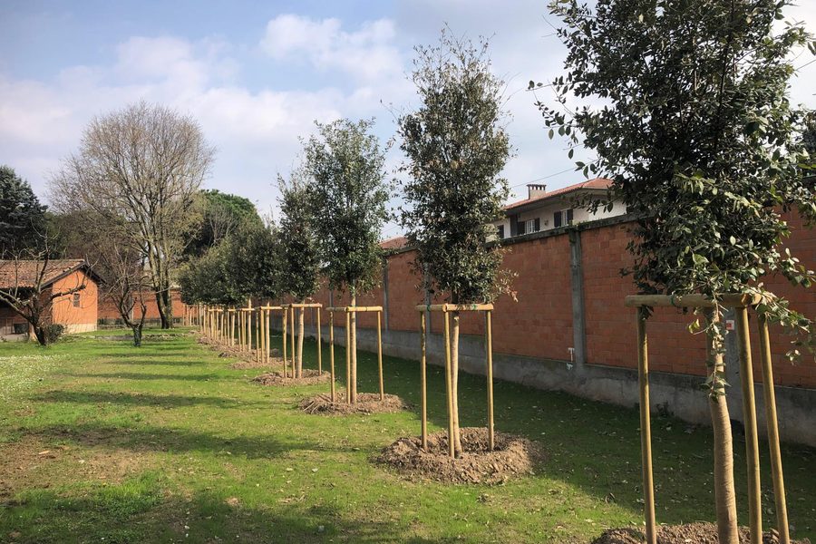 Giovani alberi tutorati lungo il muro di cinta del monastero