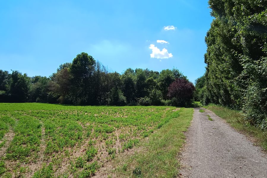 Strada bianca tra campo e bosco ripariale lungo il Mella