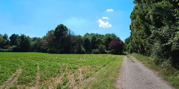Strada bianca tra campo e bosco ripariale lungo il Mella
