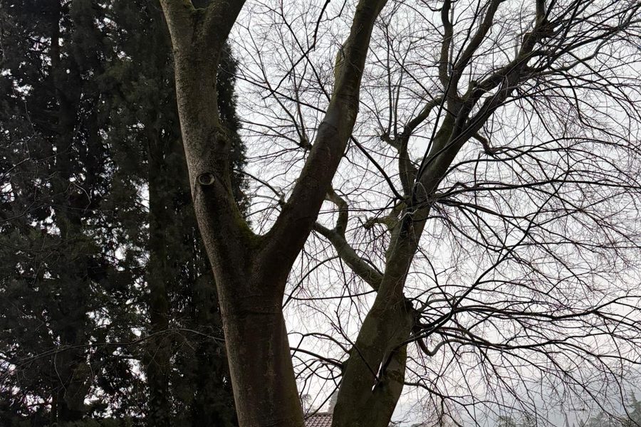 Grandi alberi accanto alla chiesa di Paitone