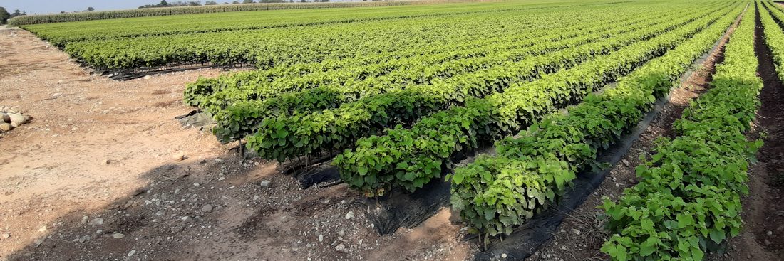 Filari in campo durante un sopralluogo