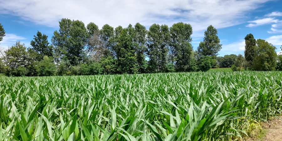 Filari di giovani piante su telo pacciamante
